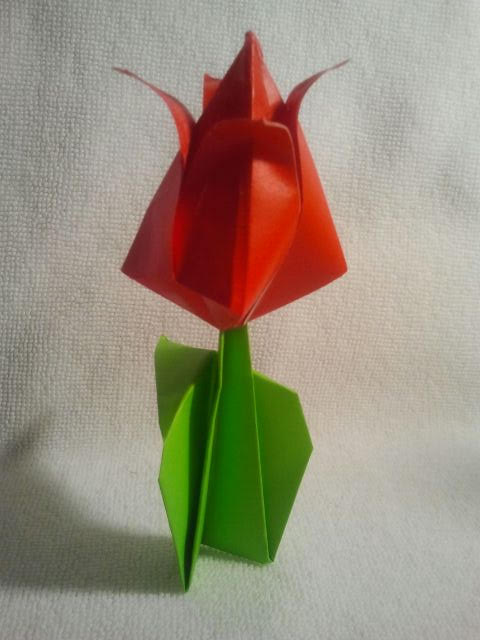 Origami Tulip 5.8.2017.