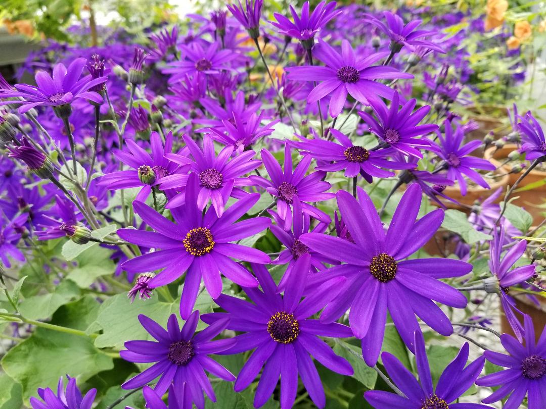 Purple Flowers 4.21.2019